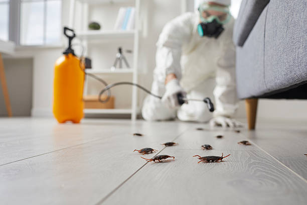 Post-Treatment Bed Bug Interceptor Monitoring in Sequim